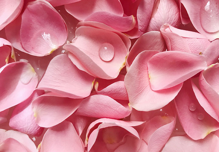 Is It Possible to Prepare Rose Water at Home