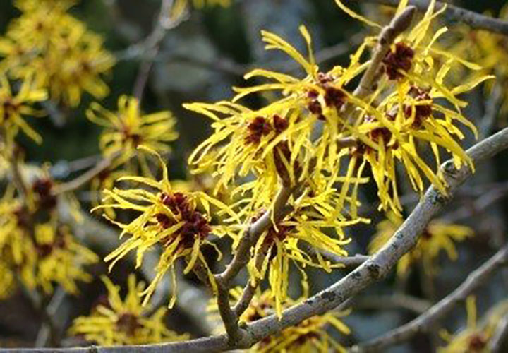 Every Known and Hidden Things You Need to Know about Witch Hazel