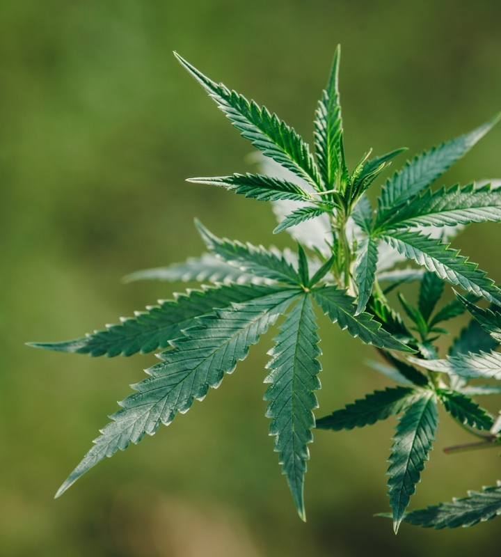 Hemp CBD Flower Provides a sense of ritual and mindfulness