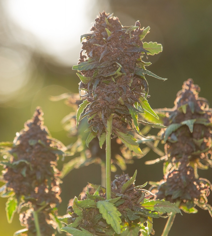 Top 10 Reasons Hemp Flower CBD Is Becoming a Wellness Favorite